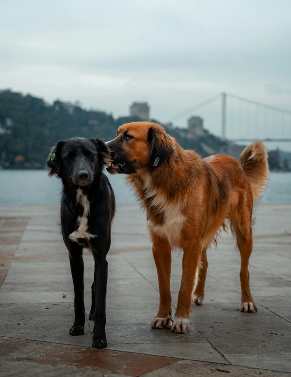 Protégez votre animal avec une assurance adaptée
